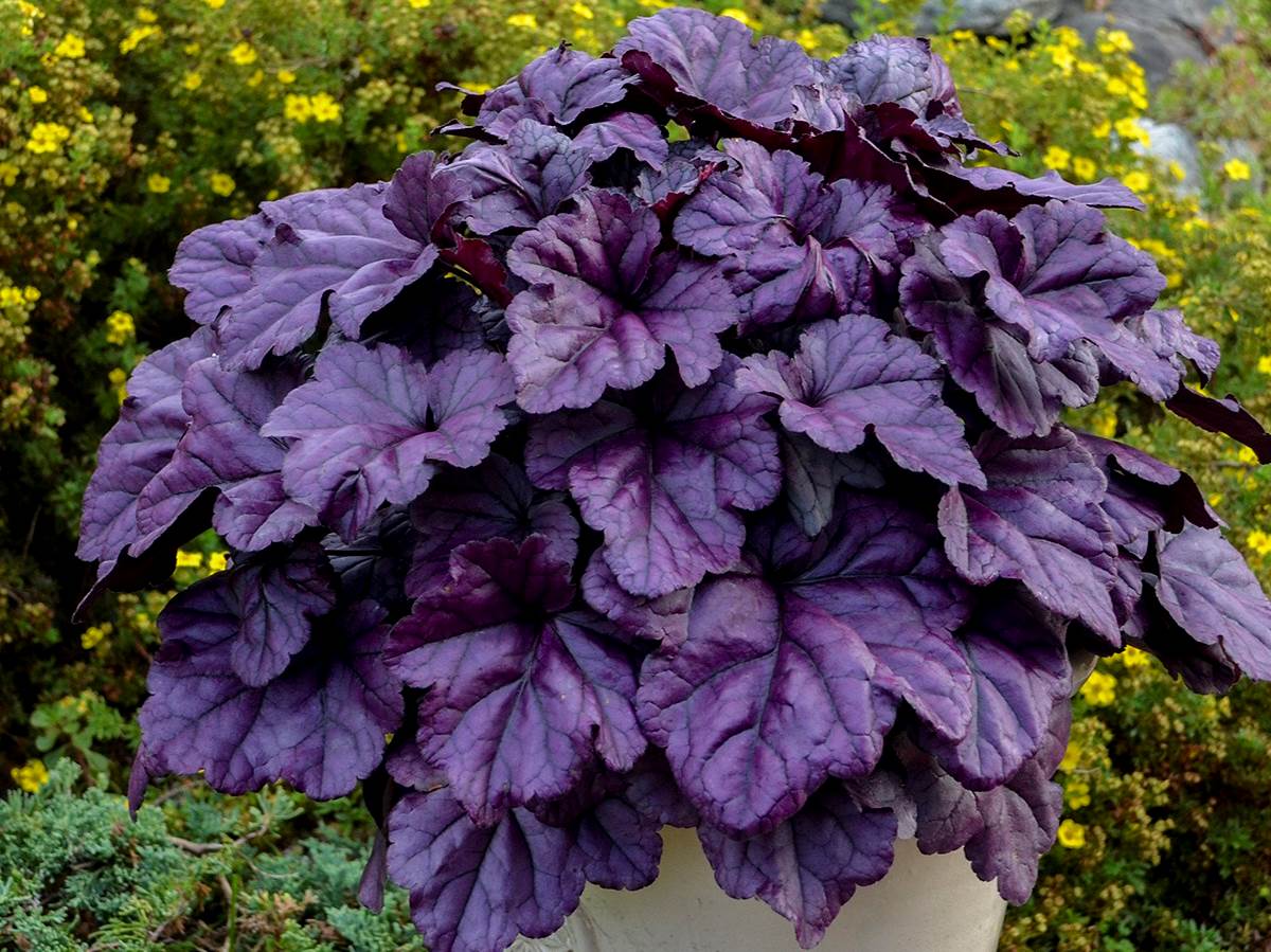 Top 10 Best Perennials for a Central Illinois Landscape